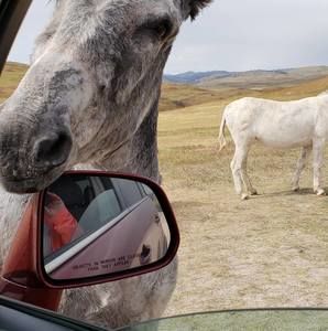 Meet your Posher, Glenda